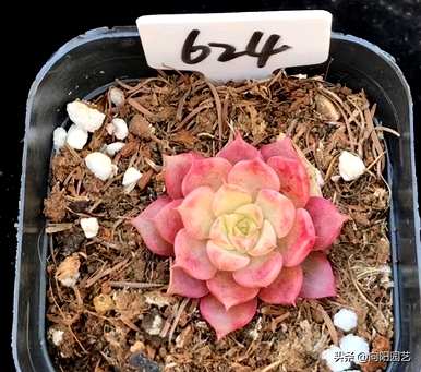 如何饲养景天科多肉植物？景天科石榴花多肉植物