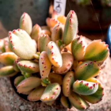 肉花能在室内养吗？肉花怎么养？