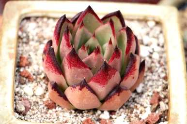 肉花能在室内养吗？肉花怎么养？