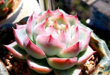 肉花能在室内养吗？肉花怎么养？