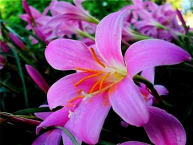 如何育苗百合花，如何育苗百合花籽