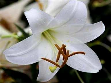 如何育苗百合花，如何育苗百合花籽