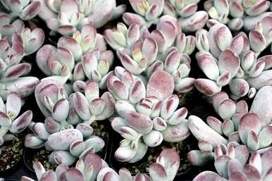 肉花能在室内养吗？肉花怎么养？