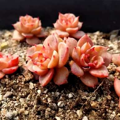 肉花能在室内养吗？肉花怎么养？