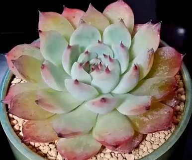 肉花能在室内养吗？肉花怎么养？