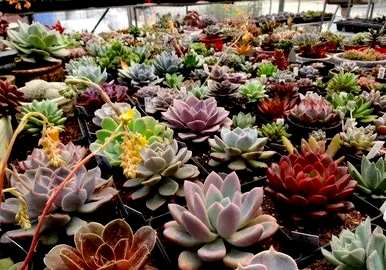 肉花能在室内养吗？肉花怎么养？