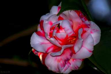 冬花有哪些种类，冬花有哪些种类？