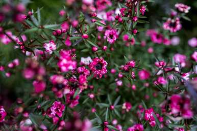 冬花有哪些种类，冬花有哪些种类？