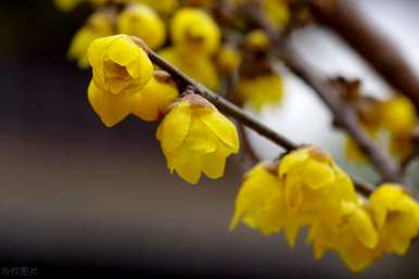 冬花有哪些种类，冬花有哪些种类？