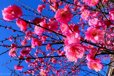 冬花有哪些种类，冬花有哪些种类？