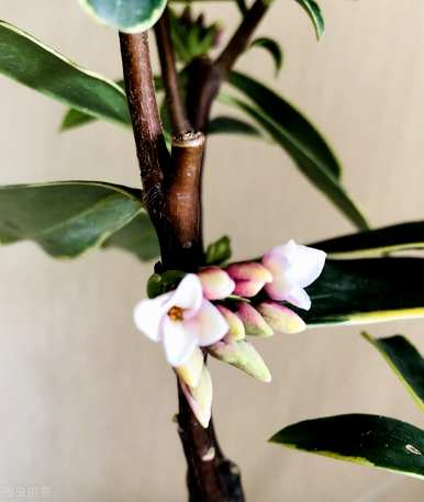 冬花有哪些种类，冬花有哪些种类？
