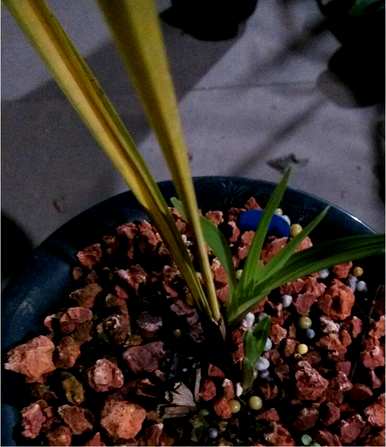 为什么兰花的叶子是黄色的，兰花的叶子是黄色的