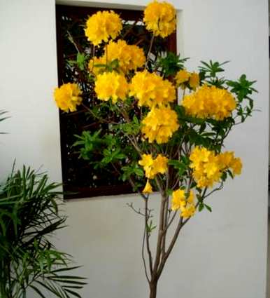 家里养哪些花最好养，家里养哪些花禁忌养