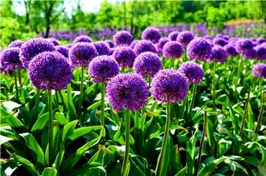 紫色还能吃什么花，紫色是什么花？