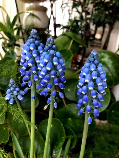 紫色还能吃什么花，紫色是什么花？