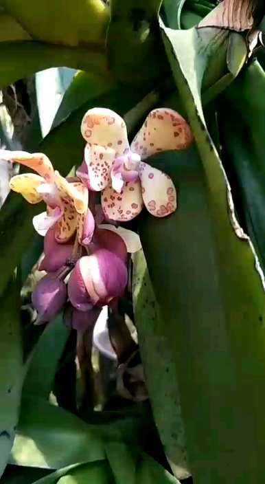 紫色还能吃什么花，紫色是什么花？