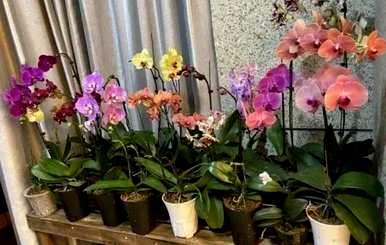 蝴蝶兰什么时候开花，蝴蝶兰什么时候开花？