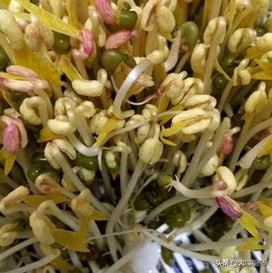 豆芽怎么发得最快最好？豆芽怎么发得快又粗？