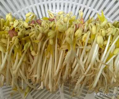 豆芽怎么发得最快最好？豆芽怎么发得快又粗？