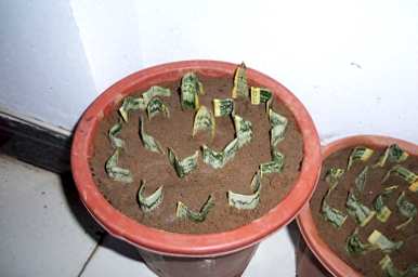 如何让虎皮兰多发侧芽，如何浇筑虎皮兰爆侧芽？