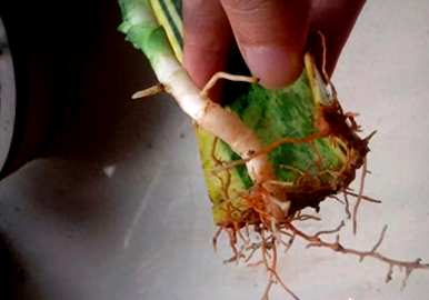 如何让虎皮兰多发侧芽，如何浇筑虎皮兰爆侧芽？