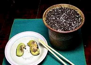 芒果核盆栽多年，芒果核怎么种盆栽？