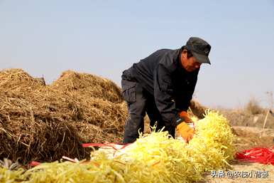 如何种植特大条特高产韭黄种子？
