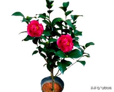 如何识别购买香妃茶花的香妃品种？哪种香妃茶花最香？