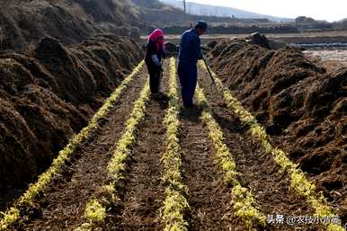 如何种植特大条特高产韭黄种子？