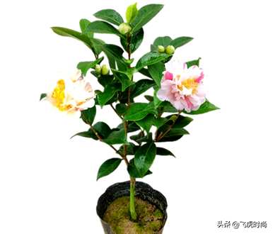 如何识别购买香妃茶花的香妃品种？哪种香妃茶花最香？