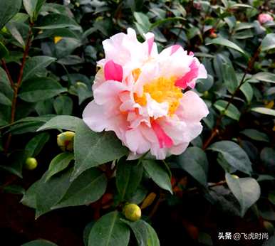 如何识别购买香妃茶花的香妃品种？哪种香妃茶花最香？