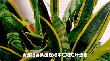 虎皮兰最简单的土壤配置方法，虎皮兰的养殖用什么土壤？
