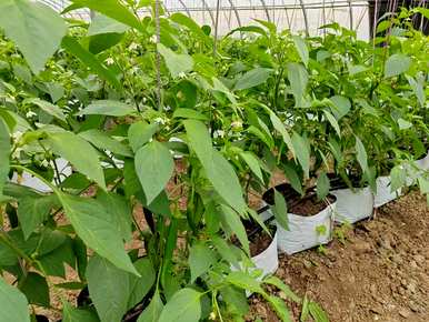 辣椒种植高产技术书籍，辣椒如何种植高产？