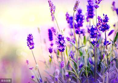 薰衣草如何养殖和养护，薰衣草花的养殖是否耐冬？