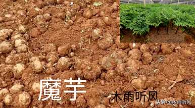 种植40亩魔芋的产量是多少斤？如何种植魔芋产量高？