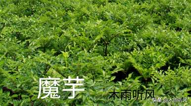 种植40亩魔芋的产量是多少斤？如何种植魔芋产量高？