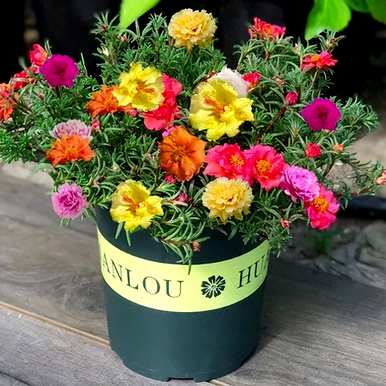 如何种植和管理泰拉瑞亚太阳花盆？