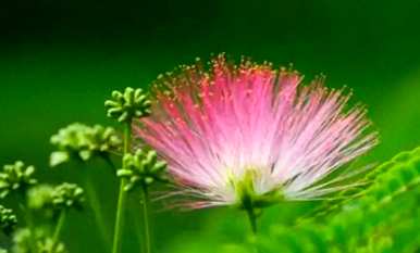 合欢花树苗开花多久？合欢花什么时候开花？