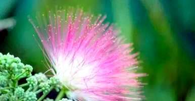 合欢花树苗开花多久？合欢花什么时候开花？