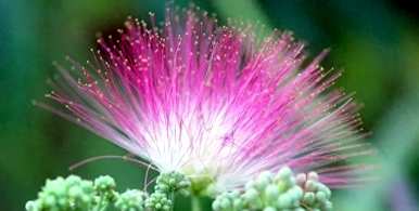 合欢花树苗开花多久？合欢花什么时候开花？