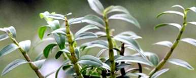 如何保养石斛才能长得好，如何保养梅雨季节的石斛