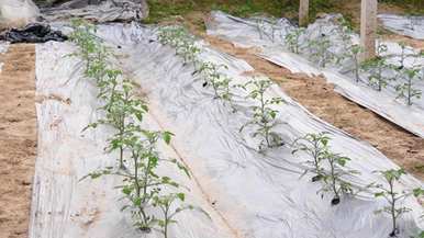 小番茄种植管理全套视频，什么季节适合小番茄种植？