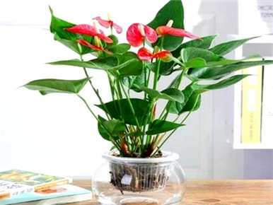 怎样养红掌才能开花，怎样养红掌才能开花？