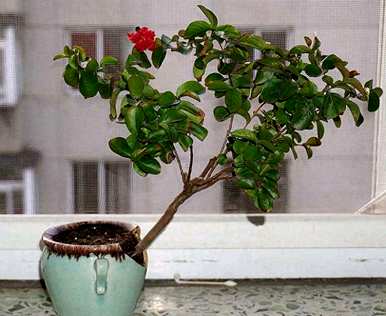 紫薇花不嫁接开花吗？紫薇花怎么开花？