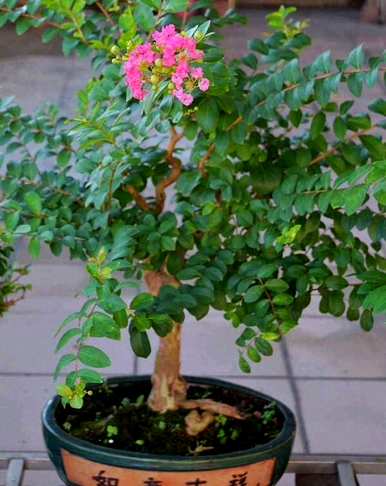 紫薇花不嫁接开花吗？紫薇花怎么开花？