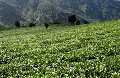 茯苓如何种植高产，茯苓如何种植高产？