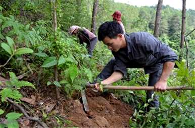 茯苓如何种植高产，茯苓如何种植高产？