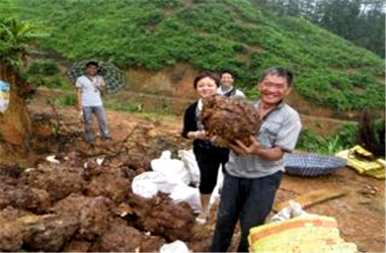 茯苓如何种植高产，茯苓如何种植高产？