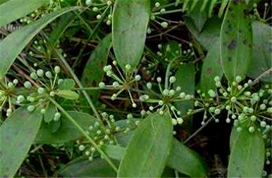 茯苓如何种植高产，茯苓如何种植高产？