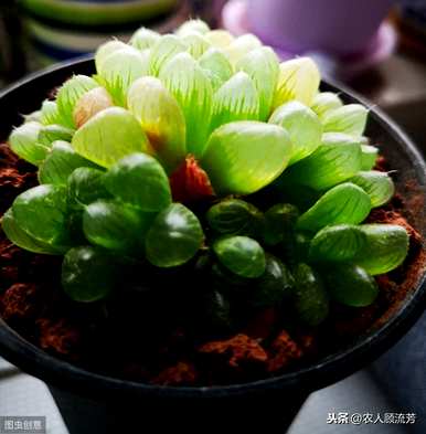 怎样养玉露才能饱满透明的图片，怎样养玉露才能饱满透明？